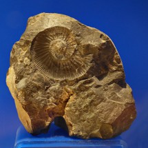 Petrified shell in the museum Museo Bernabé de las Casas in Mina